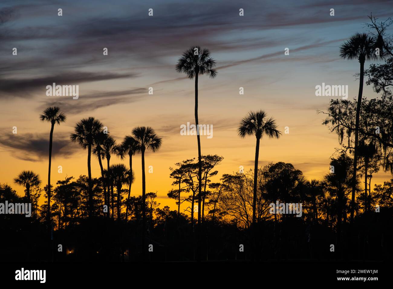 Silhouettes de palmiers contre un ciel coloré de coucher de soleil au PLAYERS Stadium course à Ponte Vedra Beach, Floride, à TPC Sawgrass. (ÉTATS-UNIS) Banque D'Images