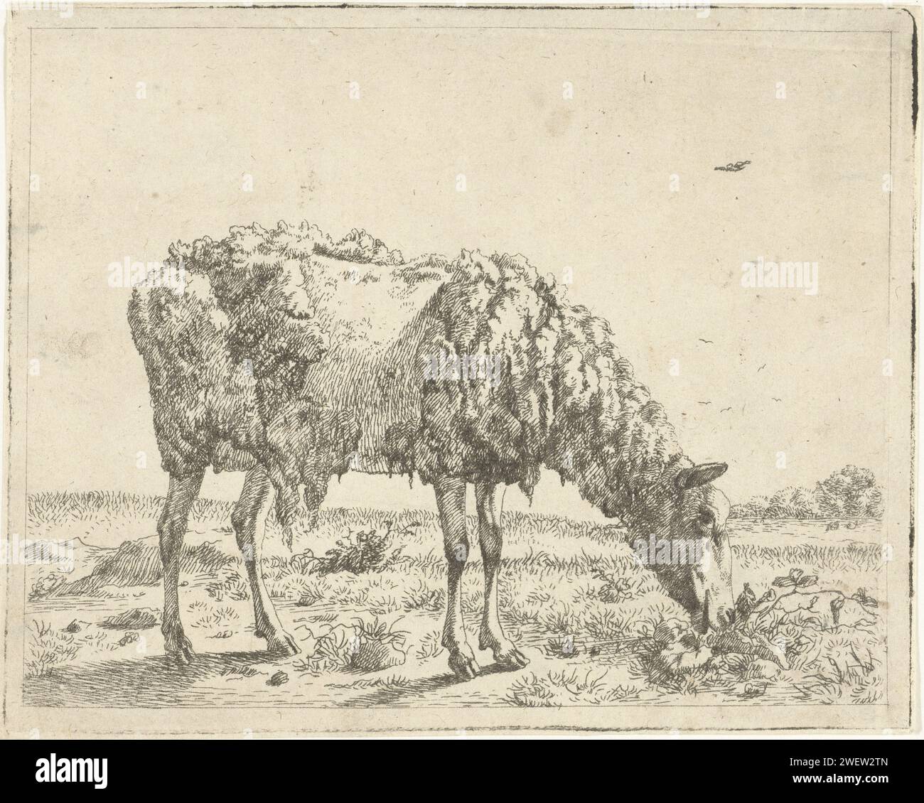 Schaap, Marcus de Bye, d'après Paulus Potter, 1649 - 1677 papier imprimé mouton contrerésistant Banque D'Images