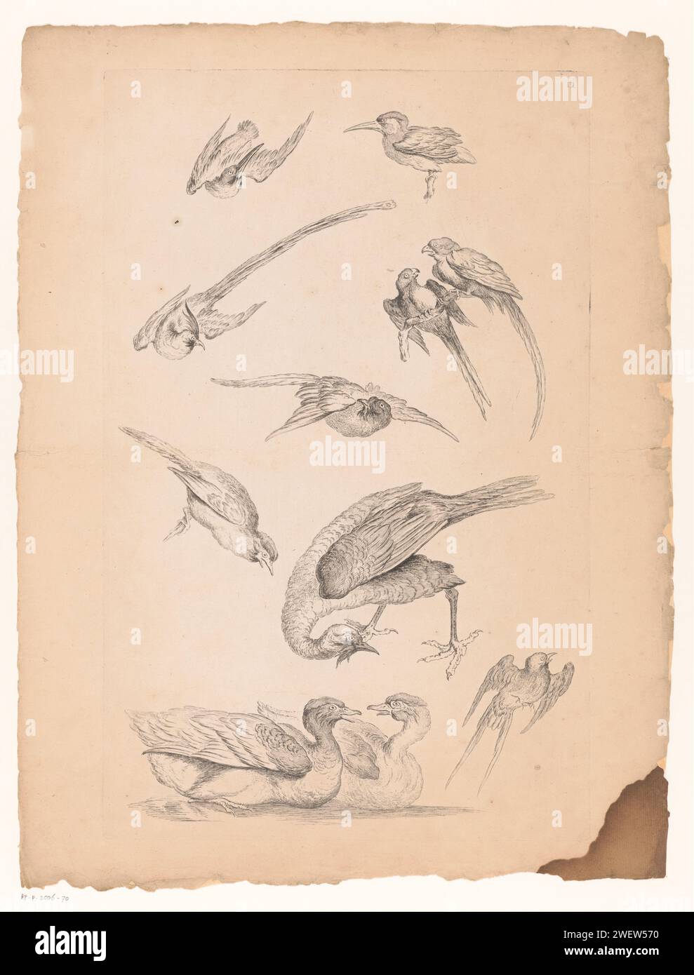 Onze oiseaux chinois, y compris des canards et des perroquets, 1742 - 1750 gravures sur papier. oiseaux aquatiques : canard. oiseaux d'ornement : perroquet Banque D'Images