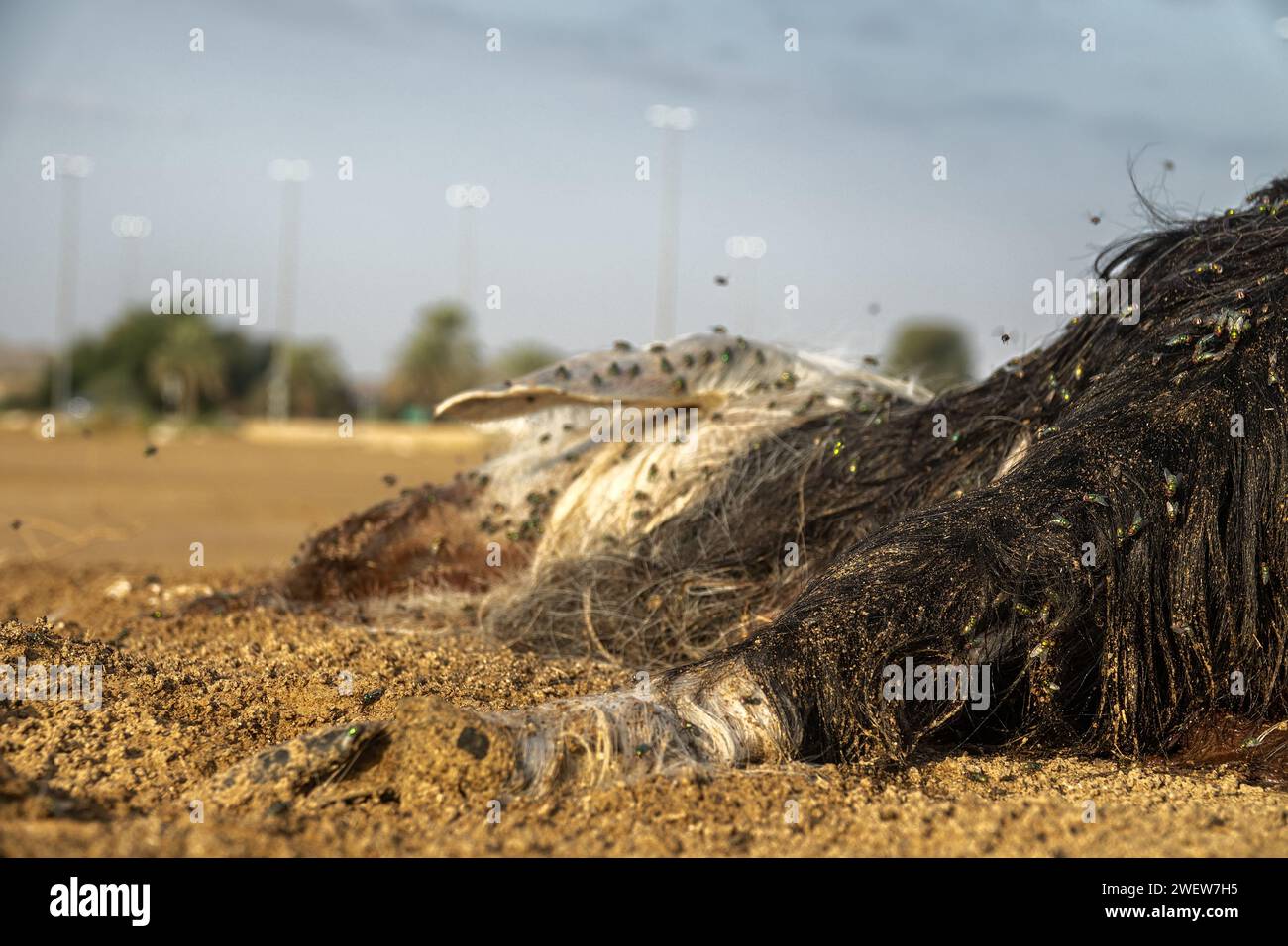 Les troupeaux de mouche ovine (Lucilia sericata) nourrissent et pondent des œufs sur la carcasse d’un mouton (distemper). Les larves de mouches mangent le cadavre pourri, les décomposeurs. Pi Banque D'Images