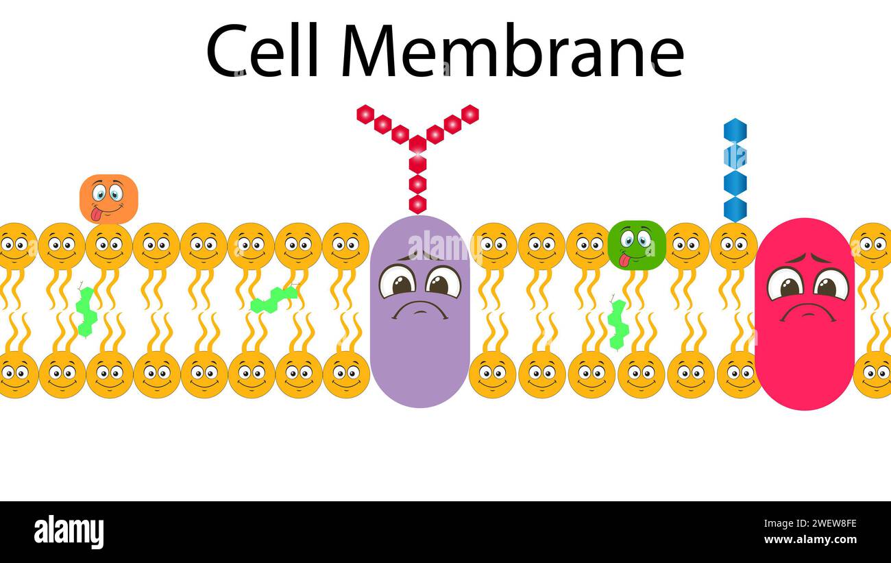 Membrane plasmique ou membrane cellulaire ou plasmalemme Banque D'Images
