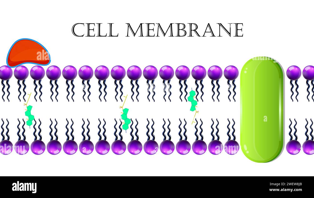 Membrane cellulaire ou membrane plasmique Banque D'Images