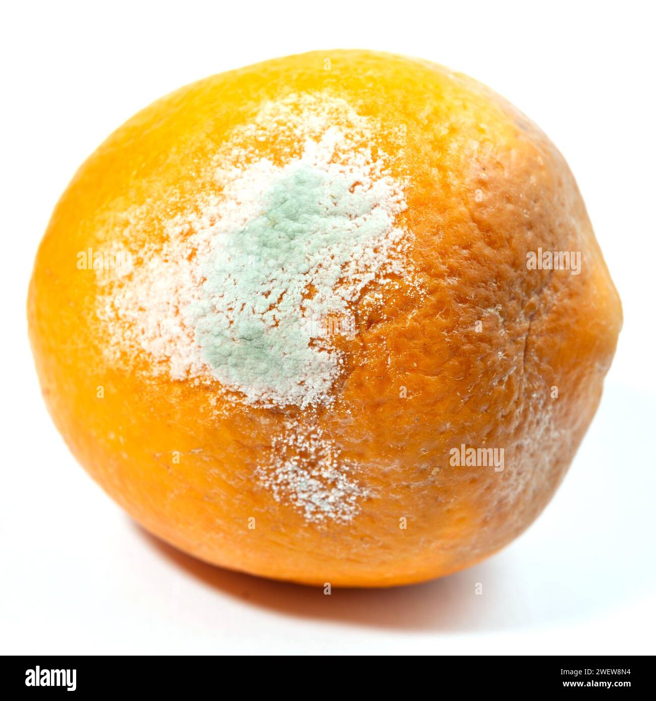 Un orange légèrement fleuri sur fond blanc. Banque D'Images