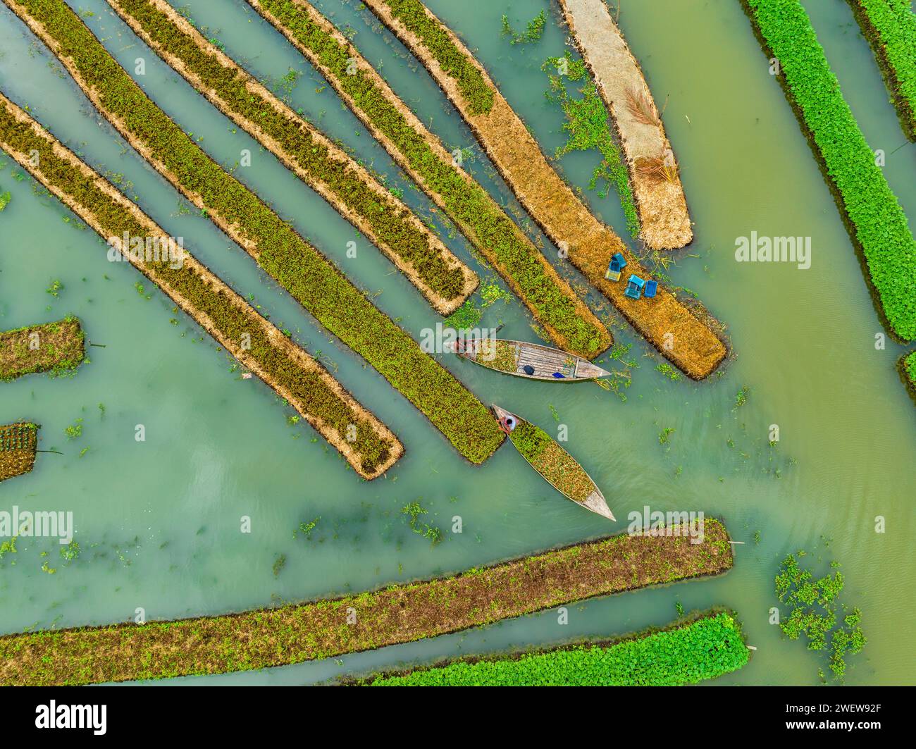 Vue aérienne du jardin flottant traditionnel et les agriculteurs cultivent des légumes, naviguant entre les canaux en bateau à Pirojpur, Barisal, Bangladesh. Banque D'Images