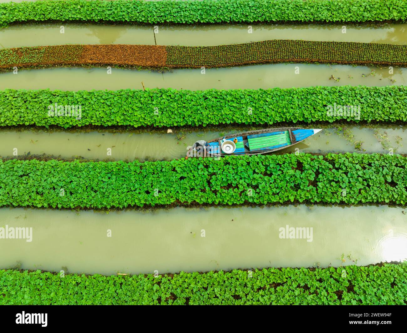 Vue aérienne du jardin flottant traditionnel et les agriculteurs cultivent des légumes, naviguant entre les canaux en bateau à Pirojpur, Barisal, Bangladesh. Banque D'Images