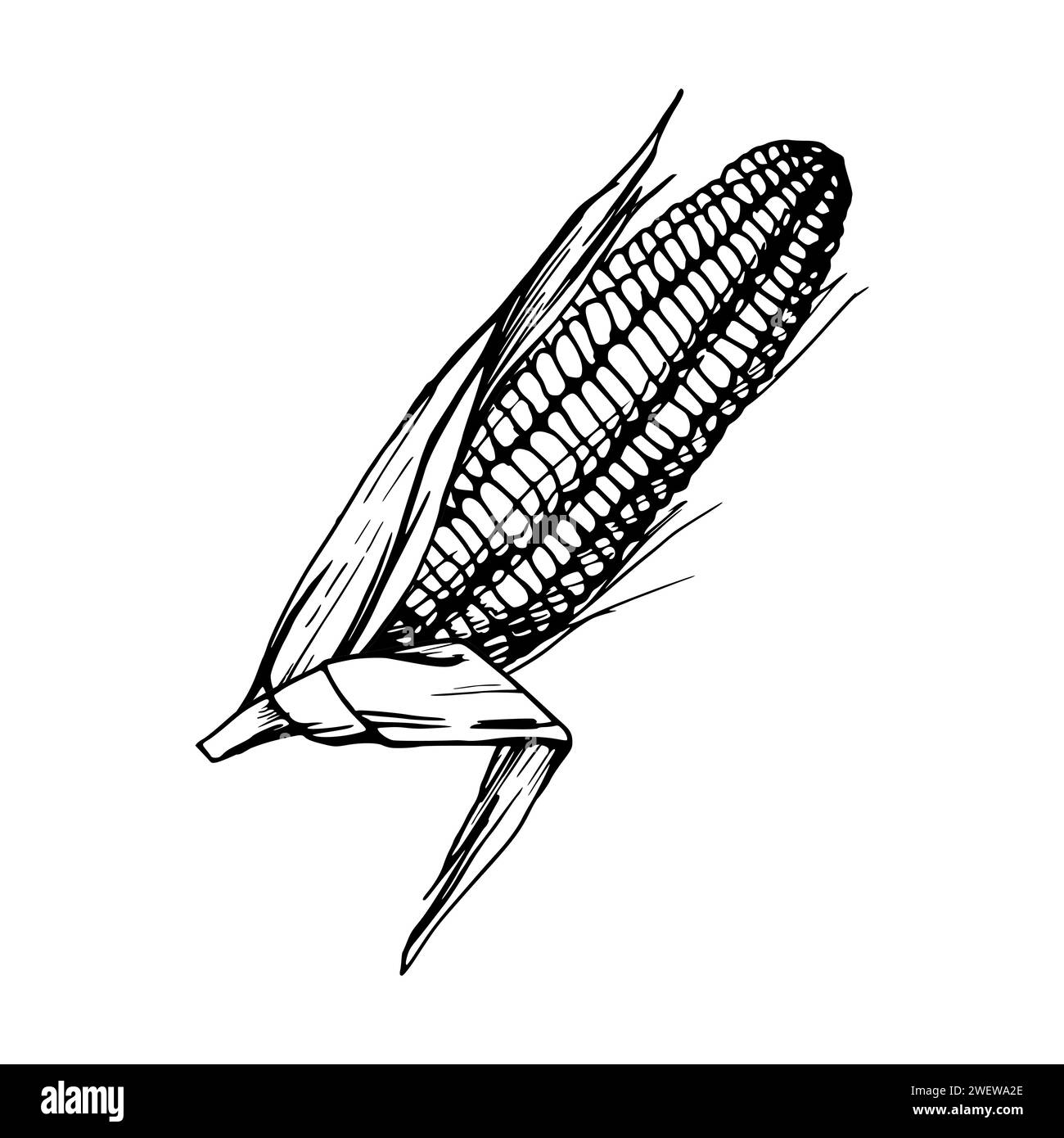 Illustration vectorielle à l'encre dessinée à la main, culture agricole légume maïs maïs aliment agricole végétarien. Fond blanc isolé d'un seul objet. Conception Illustration de Vecteur