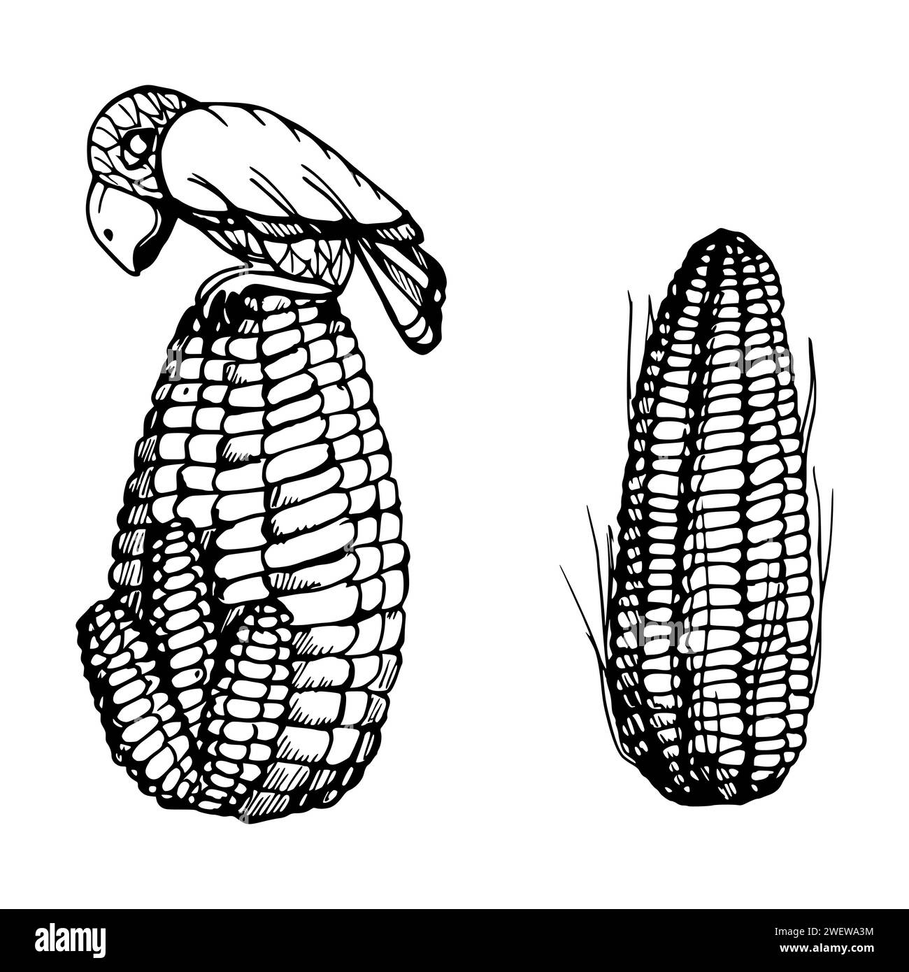 Illustration vectorielle à l'encre dessinée à la main, culture agricole légume maïs maïs aliment agricole végétarien. Fond blanc isolé d'un seul objet. Conception Illustration de Vecteur