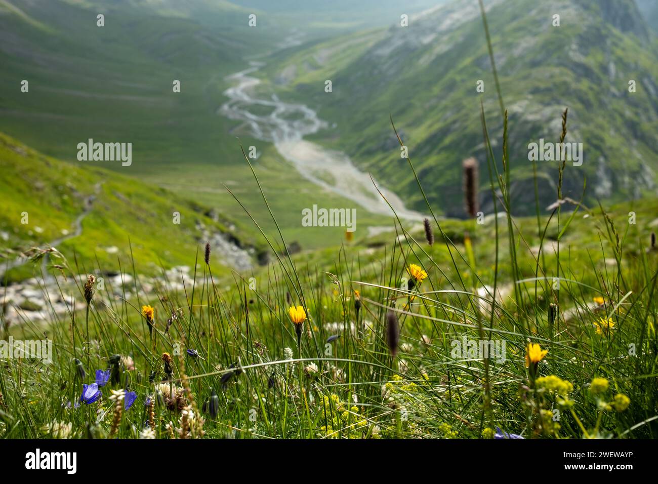 Fleurs sauvages à Greina Hochebene, Alpes suisses, Suisse Banque D'Images