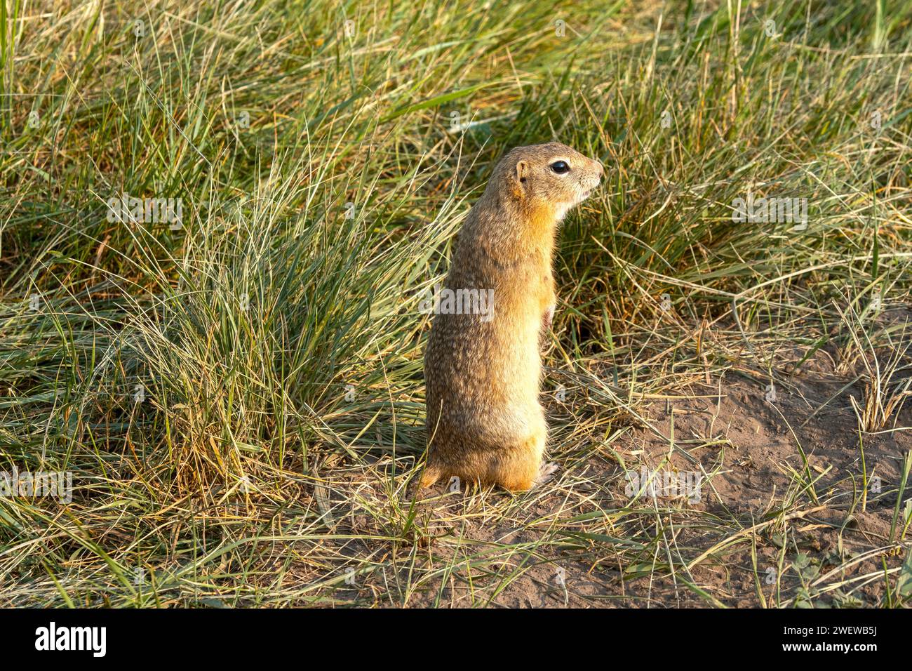 Gopher sauvage ou écureuil au sol dans l'herbe Banque D'Images