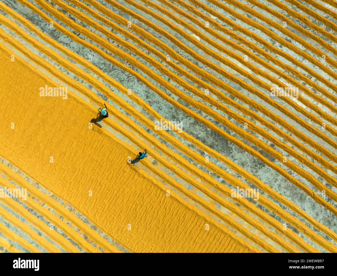 Vue aérienne de millions de grains de riz sont disposés à sécher dans un moulin alors que les travailleurs les brossent avec des feuilles sous le soleil chaud, Dhamrai, Dhaka, Bangladesh. Banque D'Images