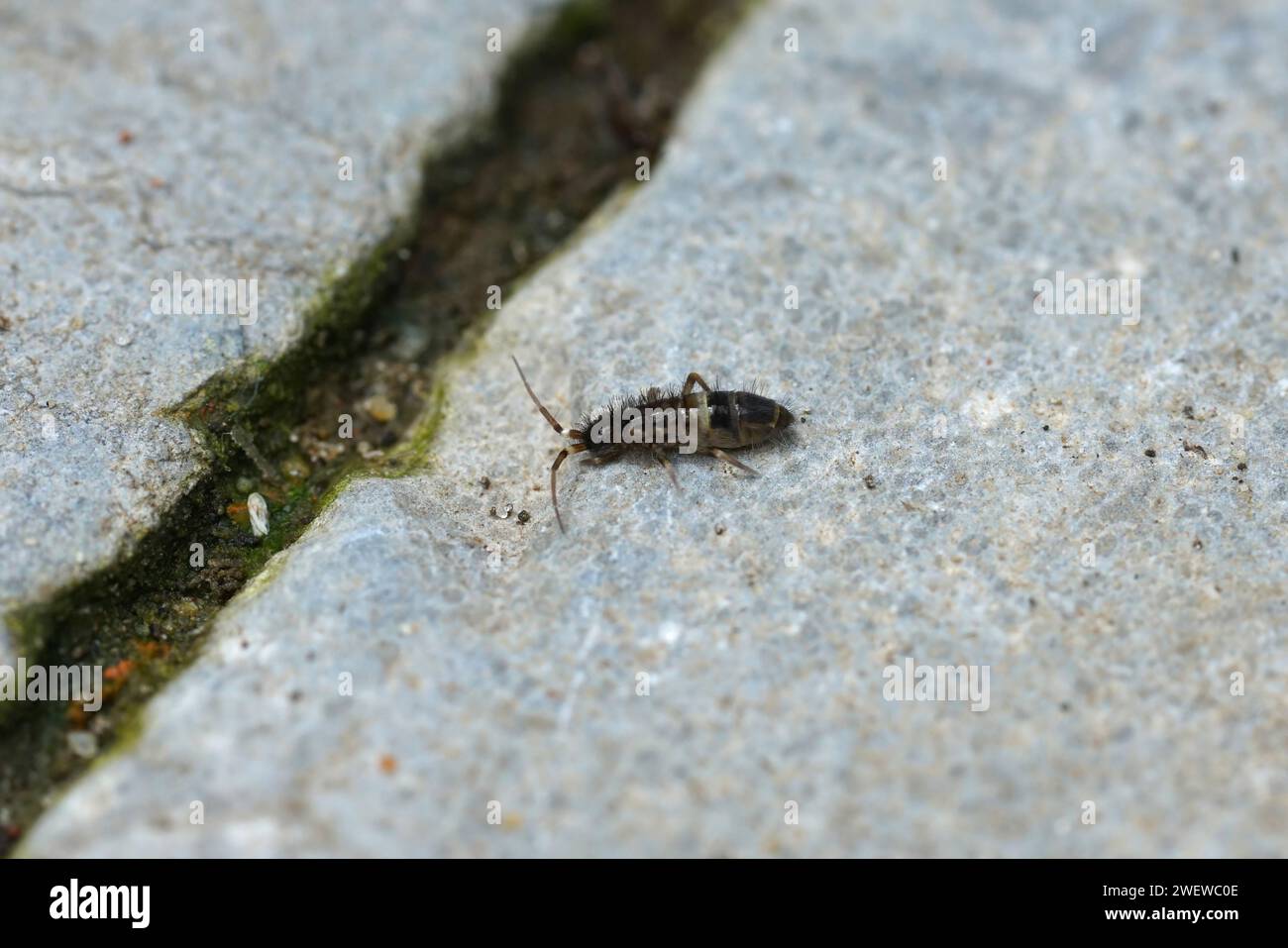 Gros plan naturel sur un petit springtail, Orchesella cincta assis sur une pierre Banque D'Images