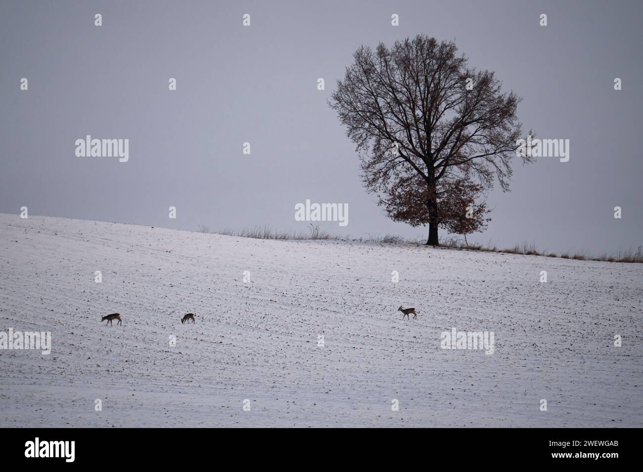 Cerfs en hiver, lits d'animaux, chevreuils et mâles en hiver. Portraits d'animaux d'hiver, la beauté de la nature sauvage Banque D'Images