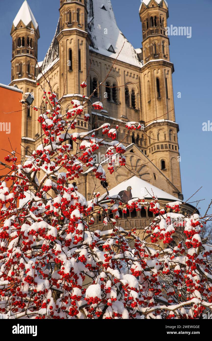 Crabaple devant l'église Gross St. Martin au marché aux poissons dans la vieille ville, neige, hiver, Cologne, Allemagne. Zierapfelbaum vor der Kirche Gro Banque D'Images
