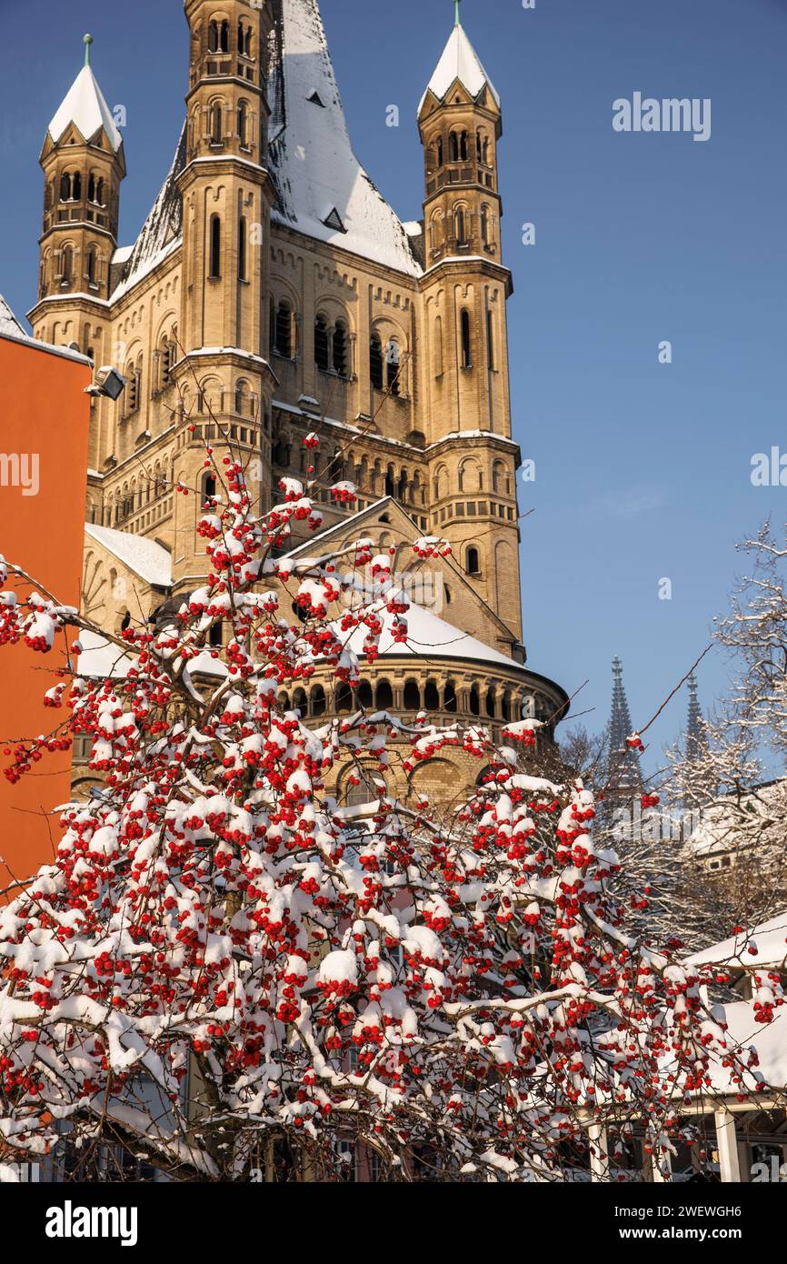 Crabaple devant l'église Gross St. Martin au marché aux poissons dans la vieille ville, neige, hiver, Cologne, Allemagne. Zierapfelbaum vor der Kirche Gro Banque D'Images