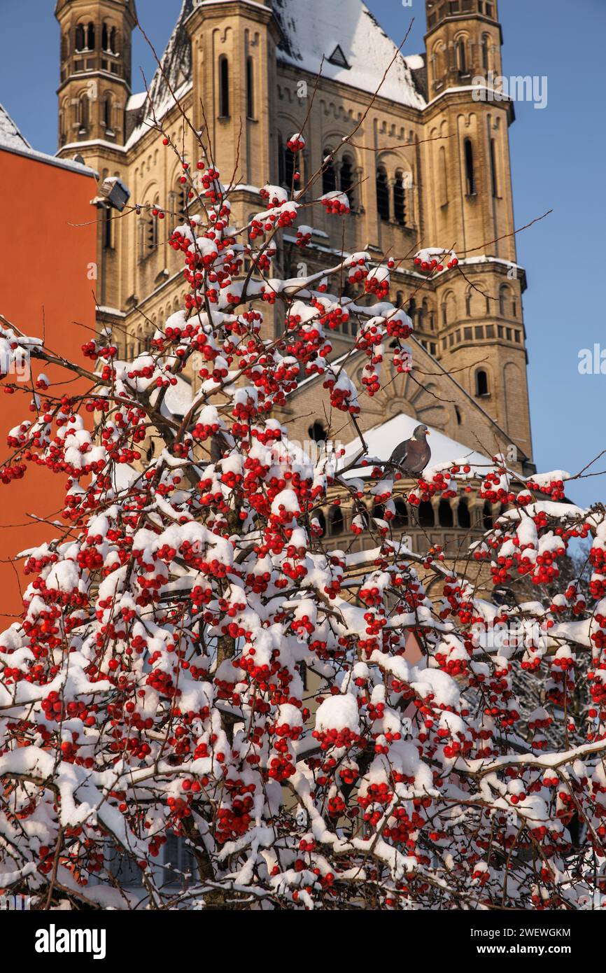 Crabaple devant l'église Gross St. Martin au marché aux poissons dans la vieille ville, neige, hiver, Cologne, Allemagne. Zierapfelbaum vor der Kirche Gro Banque D'Images