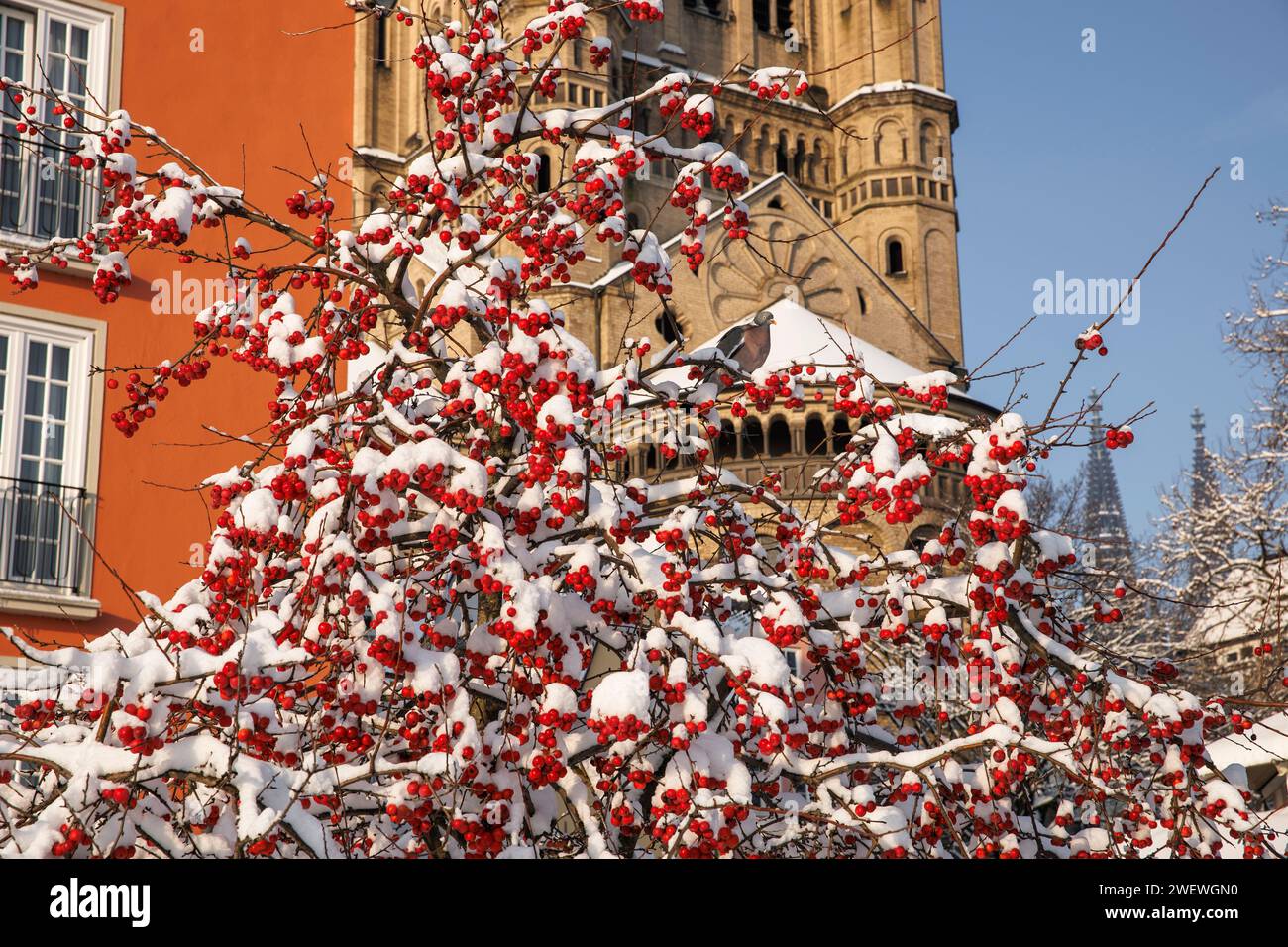 Crabaple devant l'église Gross St. Martin au marché aux poissons dans la vieille ville, neige, hiver, Cologne, Allemagne. Zierapfelbaum vor der Kirche Gro Banque D'Images