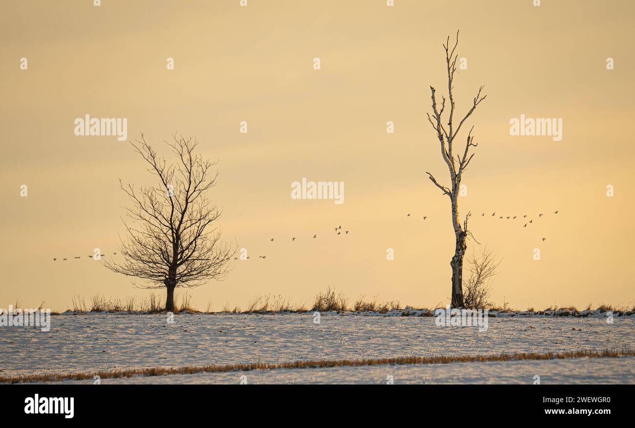 Deux arbres solitaires, paysages d'hiver, arbres, animaux, oiseaux, chaires, église, collines et collines Banque D'Images
