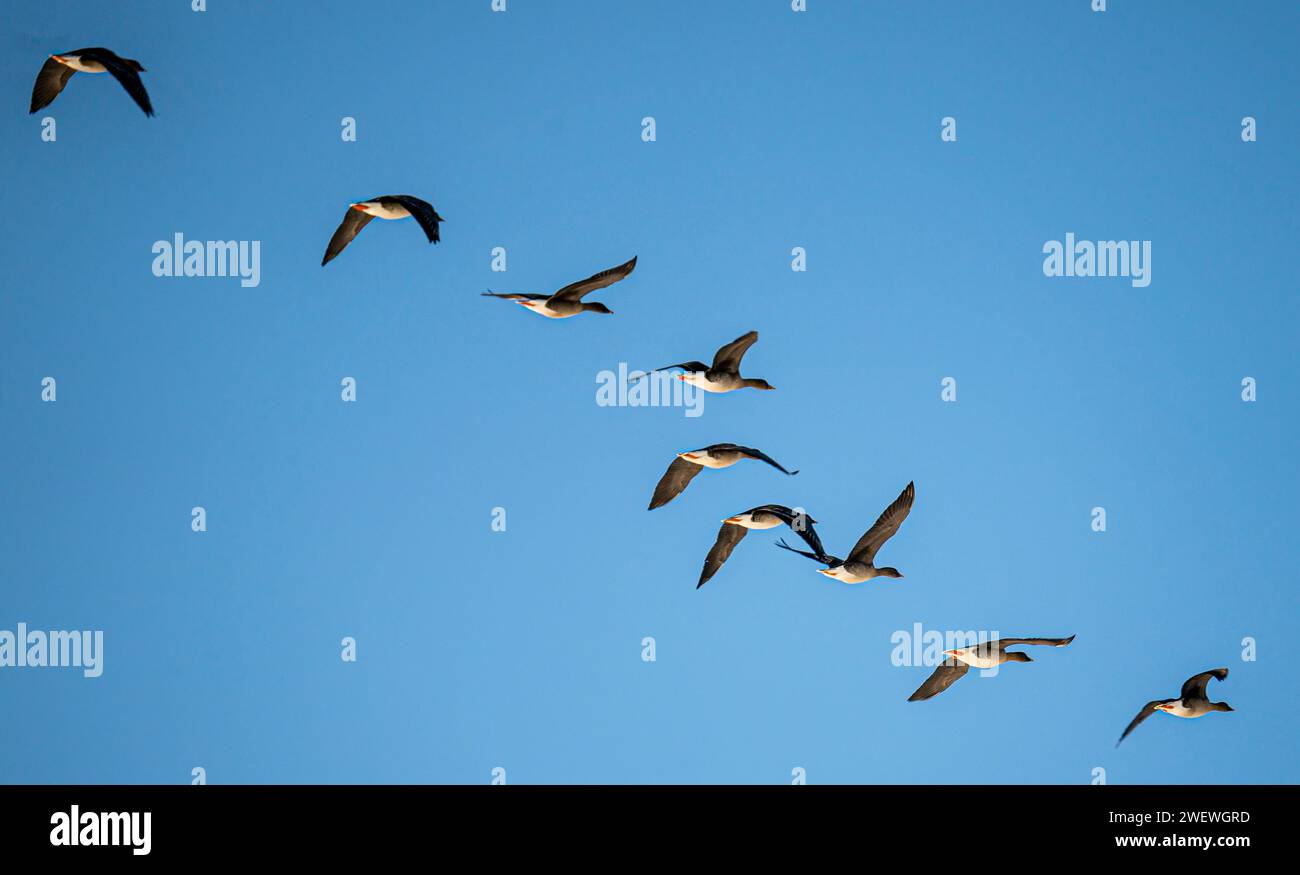 Vol des oies dans le ciel, les oies volant dans une rangée. Oiseaux sauvages Banque D'Images