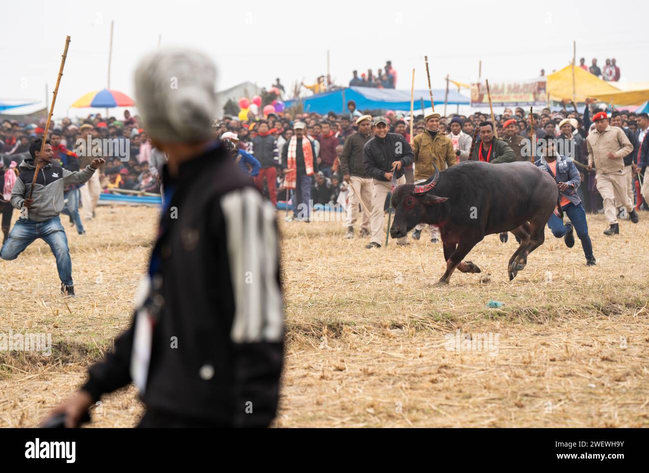 Propriétaire essayer de contrôler un buffle lors d'une compétition traditionnelle MOH-Juj (Buffalo Fight) dans le cadre du festival Magh Bihu le 16 janvier 2024 à Ahatguri, en Inde. Les combats traditionnels de Buffalo organisés dans différentes parties de l'Assam, lors de la fête des moissons Magh Bihu ou Bhogali Bihu depuis la règle Ahom. La pratique a été abandonnée en 2014 après une ordonnance de la Cour suprême, l'événement a repris cette année en conformité avec les procédures opérationnelles normalisées (SOP) établies par le gouvernement de l'Assam. Banque D'Images