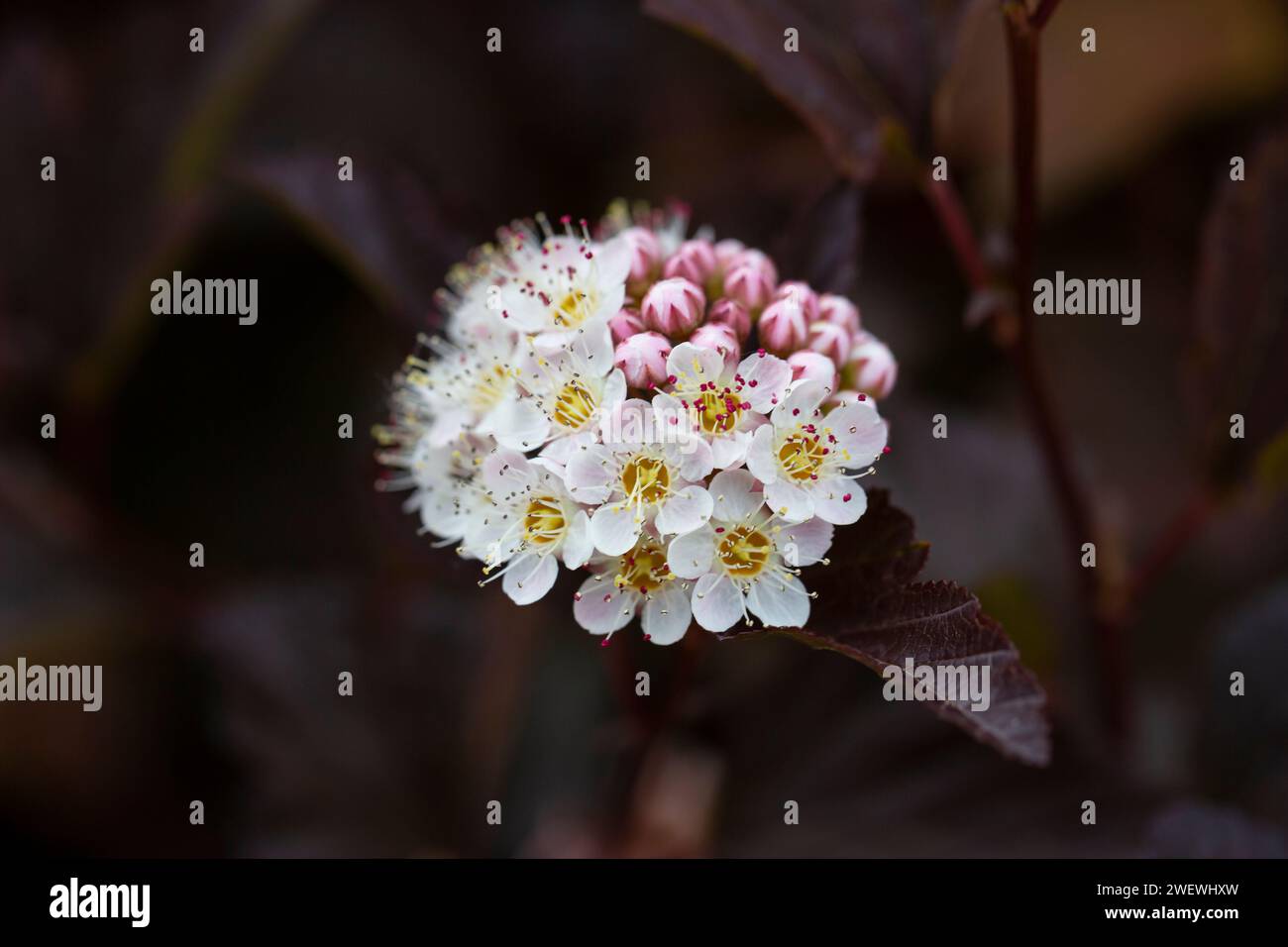 Des douzaines de fleurs blanches de Physocarpus opulifolius à feuilles violettes peuvent se focaliser sélectivement Banque D'Images