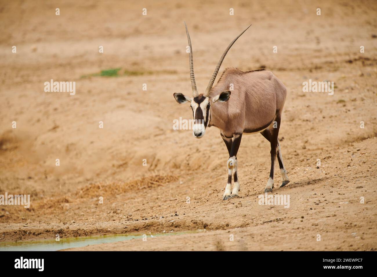 Oryx sud-africain (Oryx gazella) dans le dessert, captif, distribution Afrique Banque D'Images