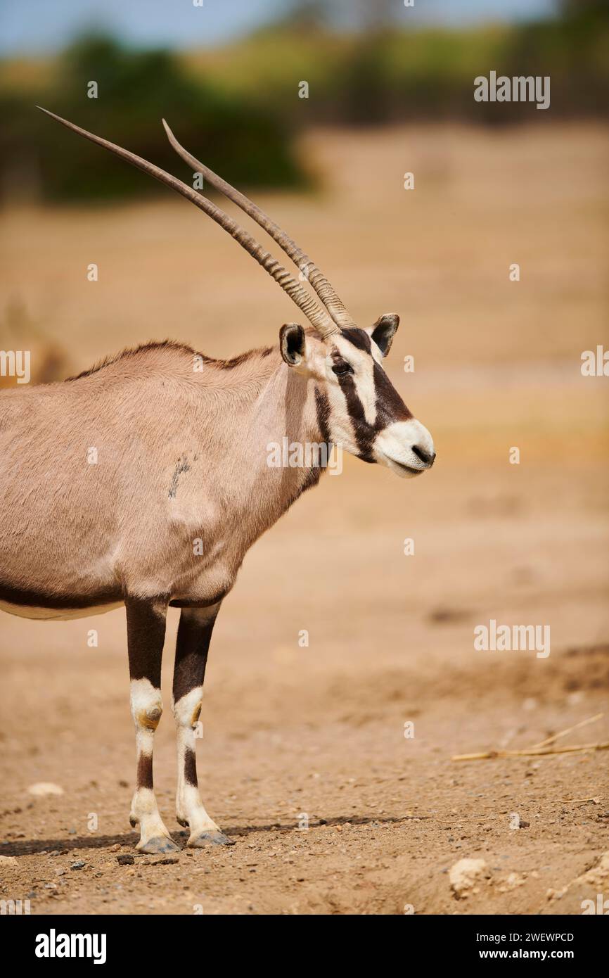 Oryx sud-africain (Oryx gazella) dans le dessert, captif, distribution Afrique Banque D'Images