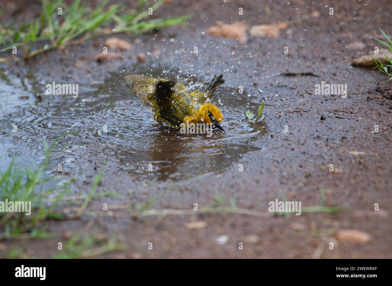 Tisserand à lunettes (Ploceus ocularis), homme se baignant dans une flaque d'eau temporaire Banque D'Images