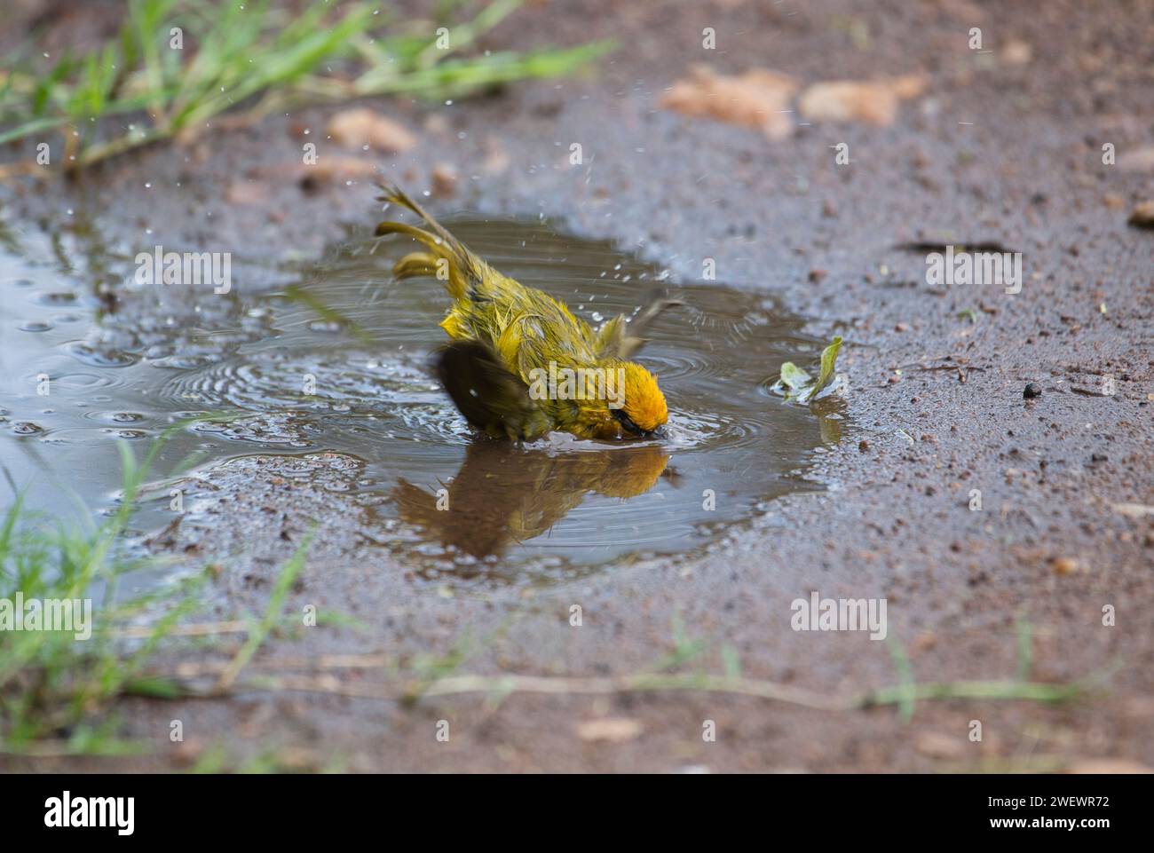 Tisserand à lunettes (Ploceus ocularis), homme se baignant dans une flaque d'eau temporaire Banque D'Images