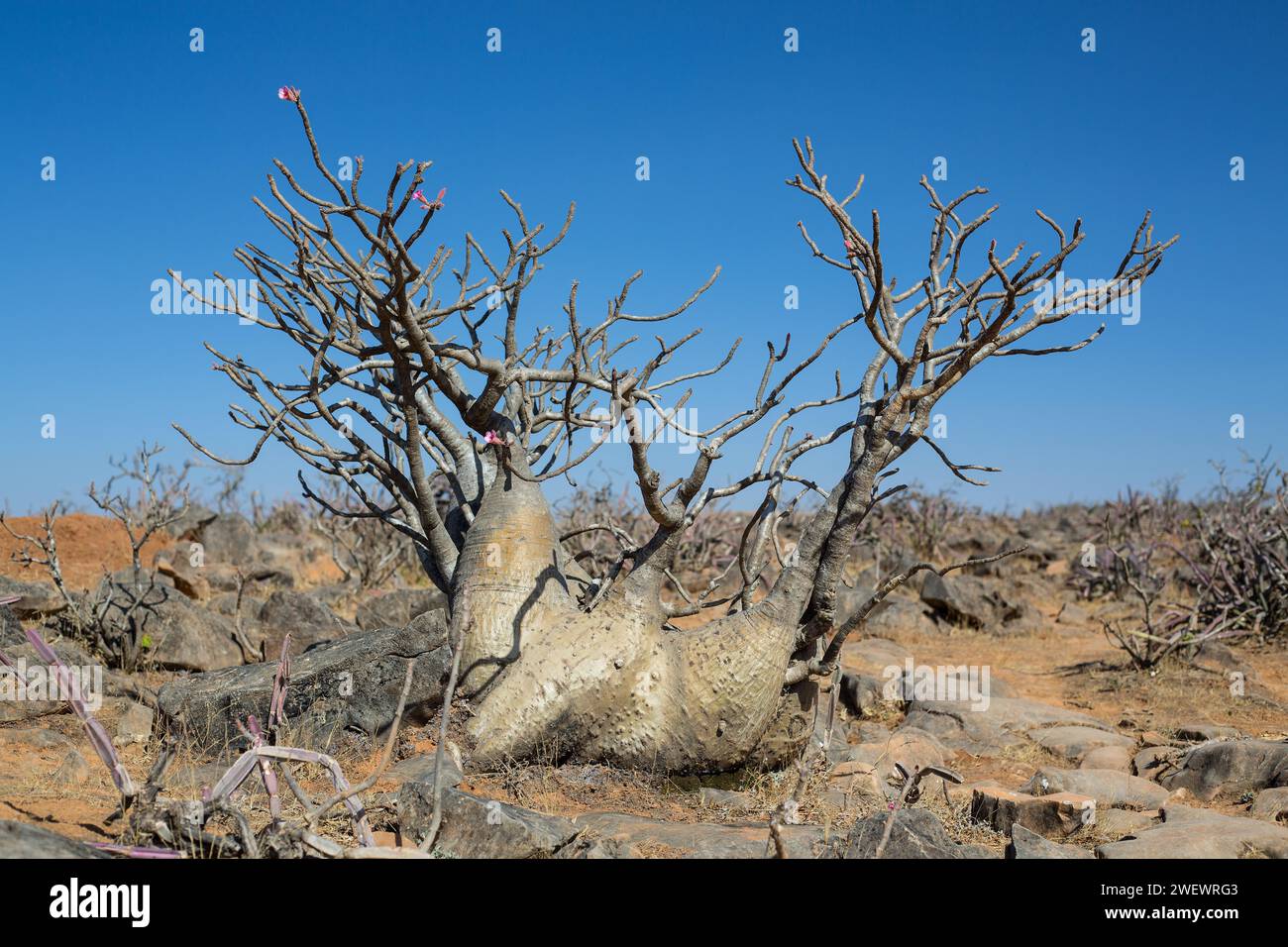 Adenium arabicum, Salalah, Oman Banque D'Images