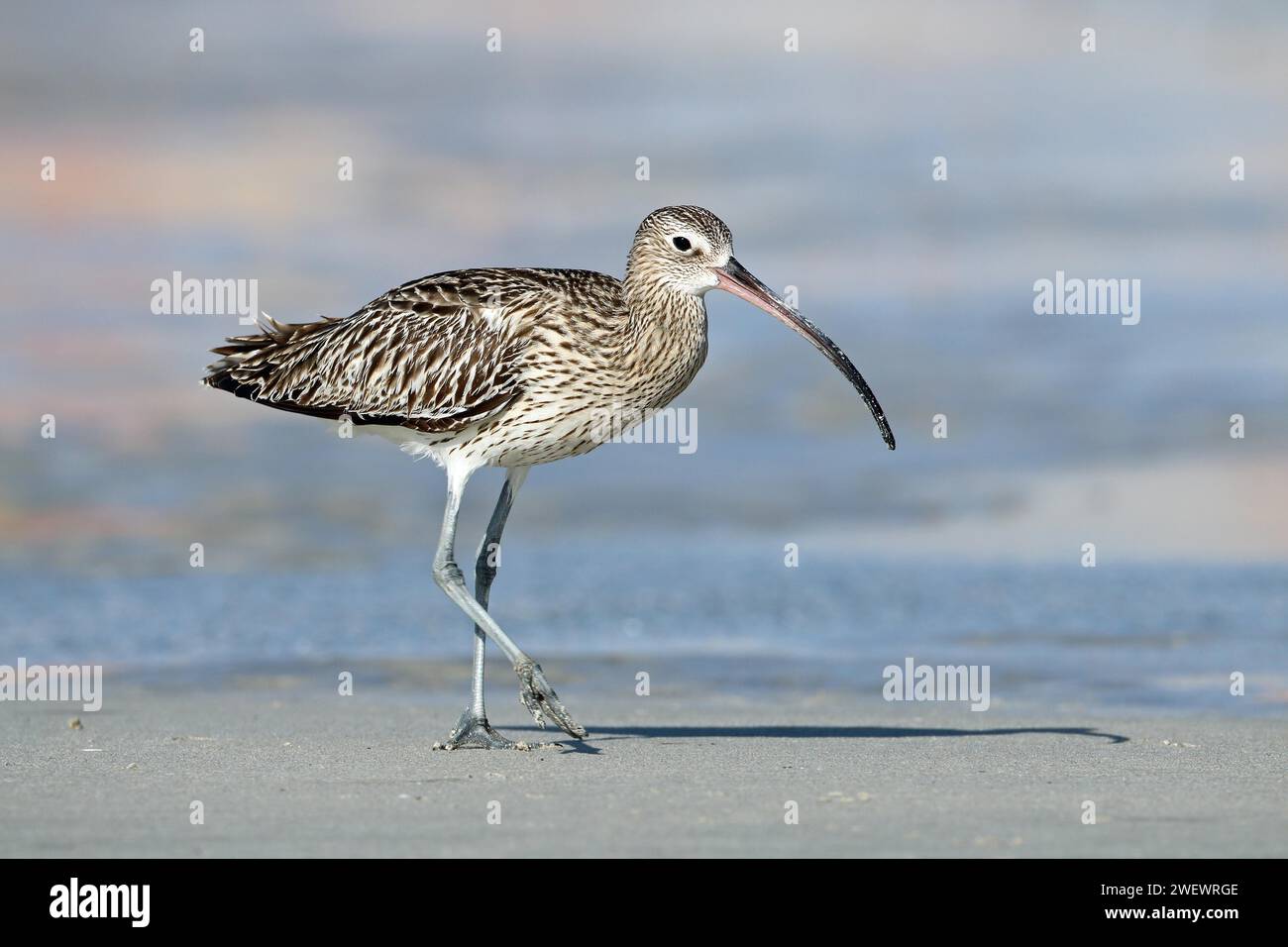 Courlis eurasien, Oman Banque D'Images