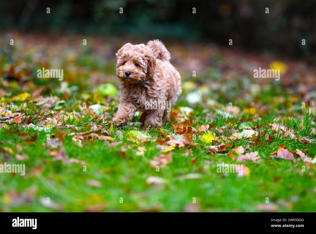 Un adorable chiot Cavapoochon jouant dehors dans un jardin parmi les feuilles. Banque D'Images