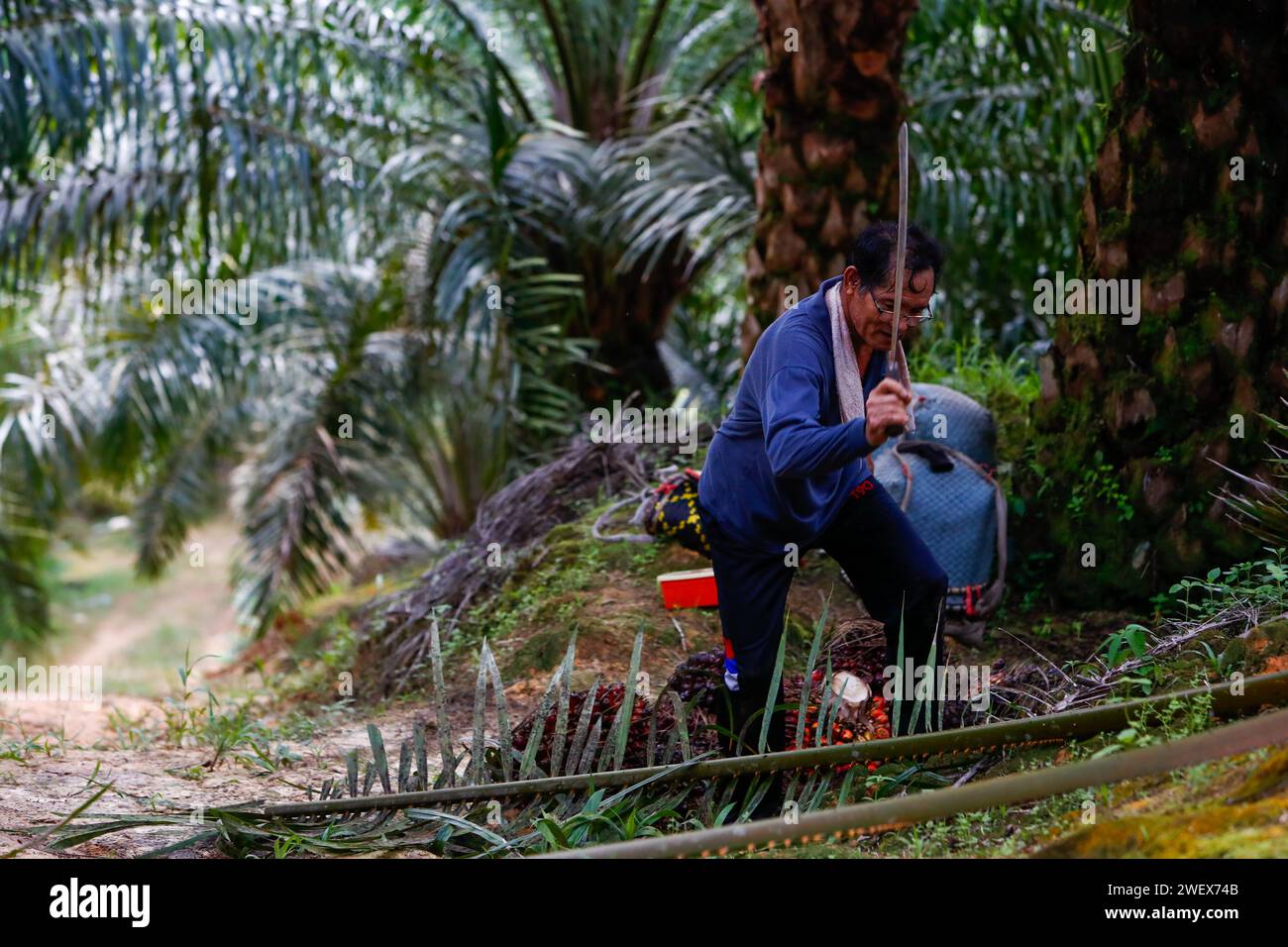 Selengau, Sarawak, Malaisie orientale. 26 janvier 2024. IBAN indigène M. Mingkam Anak Seram coupe une inflorescence d'un palmier pendant la récolte des grappes de fruits frais, près d'une tribu IBAN dans la jungle de Selangau, région de Sarawak en Malaisie orientale. Le peuple indigène IBAN, qui a maintenant le même mode de vie que la plupart des Malaisiens de l'Ouest, se trouve principalement dans la région du Sarawak, où il possède d'énormes terres héritées de leurs ancêtres depuis des générations. Ces terres sont généralement plantées de palmiers, qui cultivent des grappes de fruits frais qui peuvent être converties en huile de palme comestible ou en biocarburant. T Banque D'Images