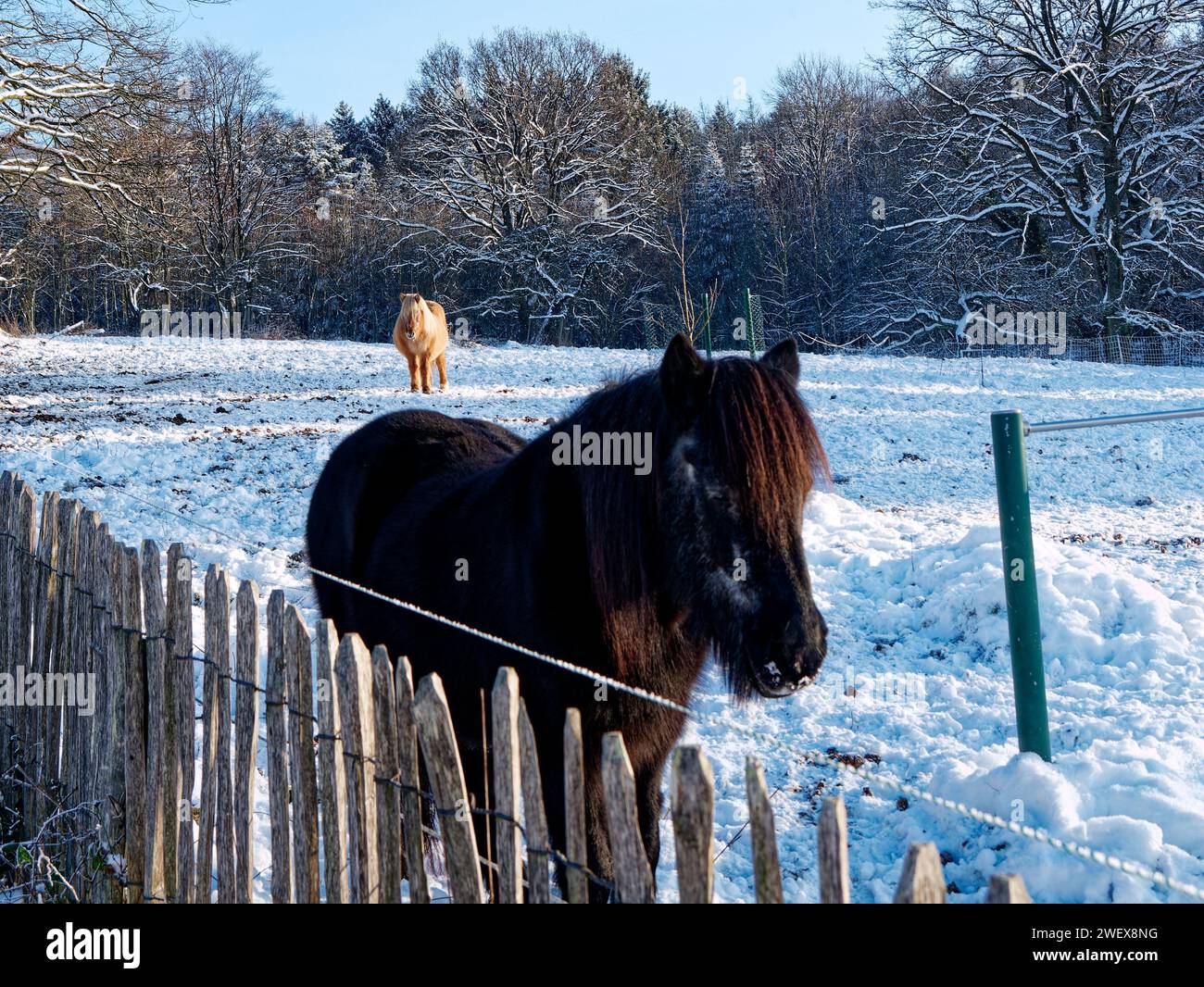 Zwei hübsche Ponys auf dem Reiterhof im glitzernden Schnee BEI Sonnenschein. Schönes Winter- und Januarbild. Banque D'Images
