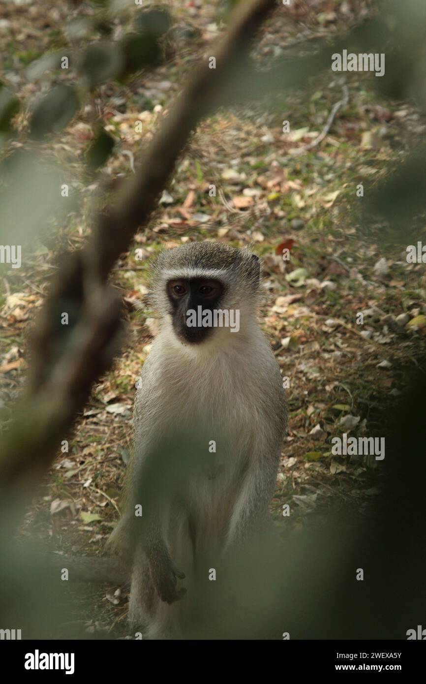 Singe vu à travers Un arbre Banque D'Images