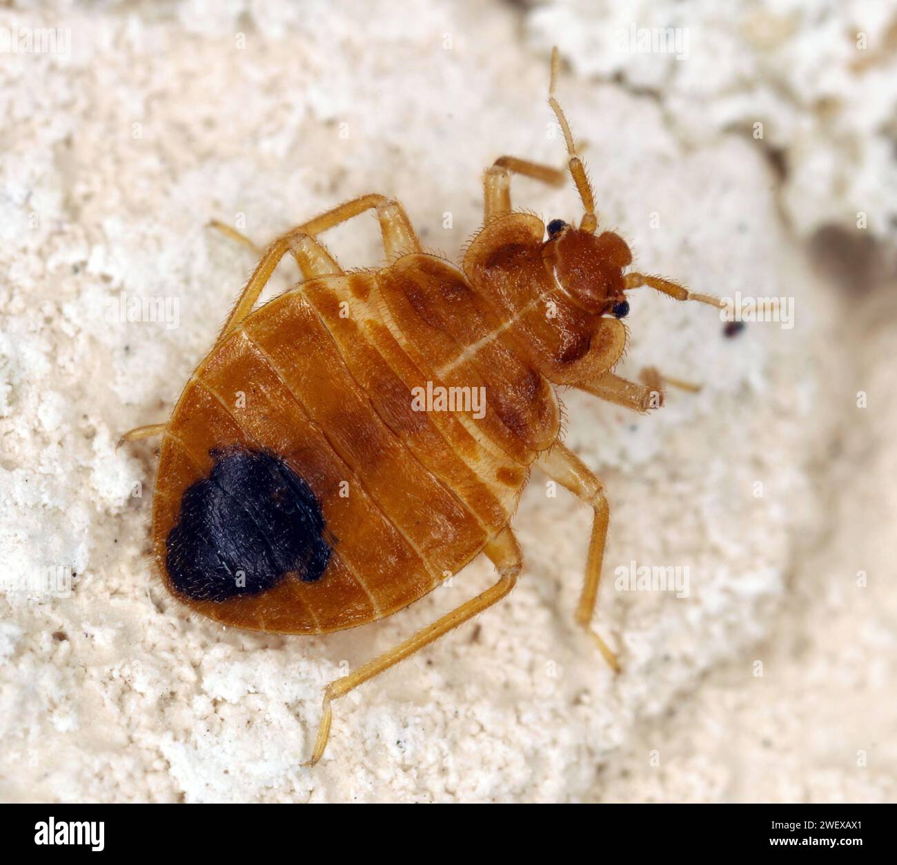 Punaise de lit également connue sous le nom de punaise de lit commune ou mur-pouse (Cimex lectularius) sur le mur dans l'appartement. Banque D'Images