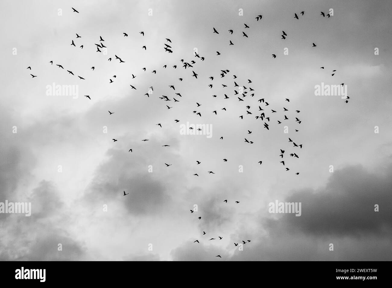 Clattering of Jackdaws flocage avant de se percher, comté de Kerry, Irlande Banque D'Images