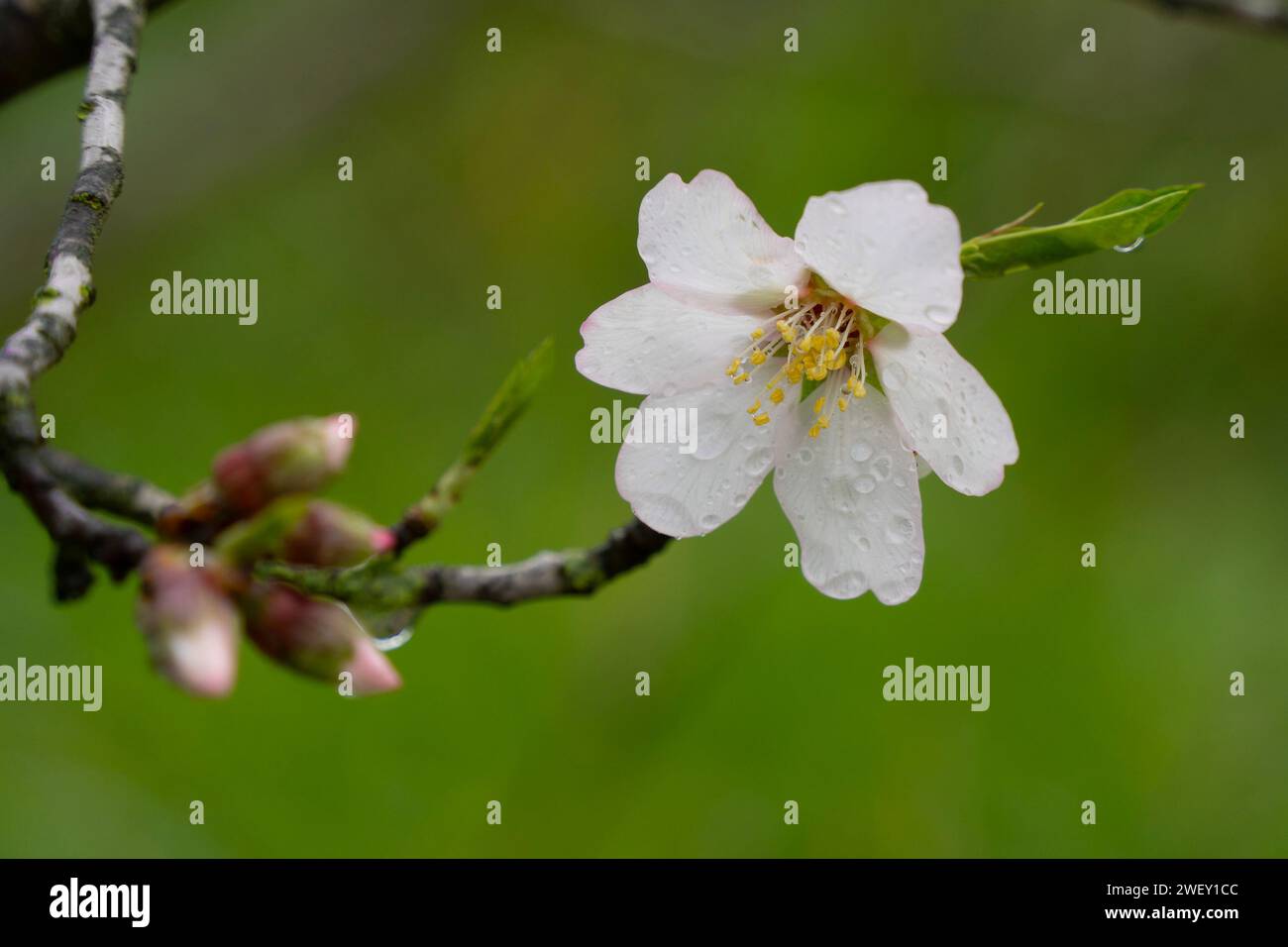 Une image en gros plan d'une fleur d'amande, mouillée avec des gouttes de pluie. Banque D'Images