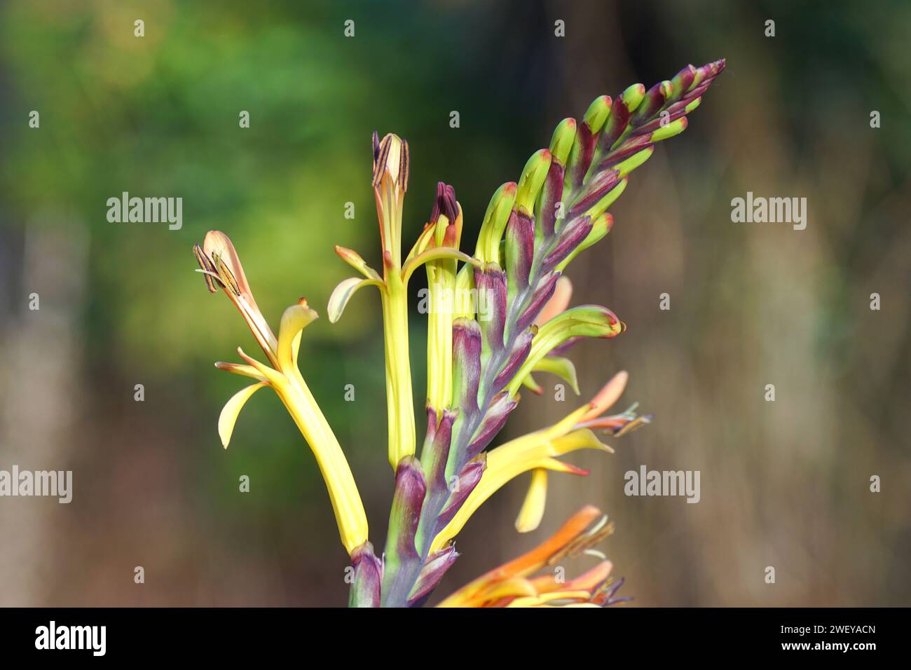 Gros plan orange, fleurs jaunes de lys Cobra, drapeau africain (Chasmanthe floribunda). Jardin hollandais flou à l'arrière-plan Banque D'Images