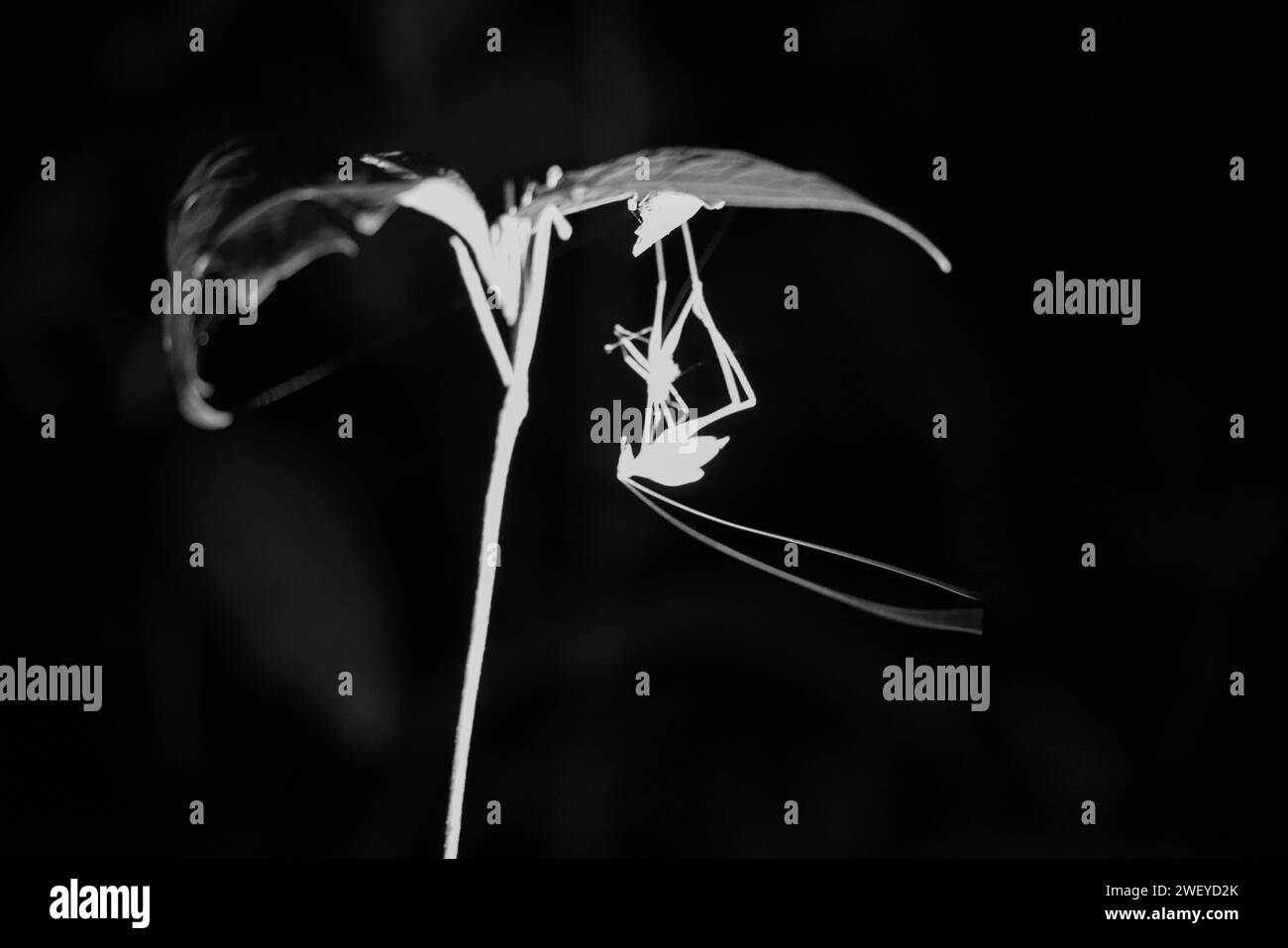 Insecte noir et blanc sur une feuille Banque D'Images