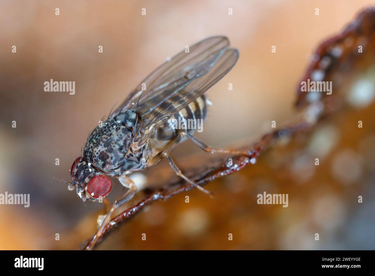 Mouche commune des fruits, Drosophila sp., sur les aliments pourris. Banque D'Images