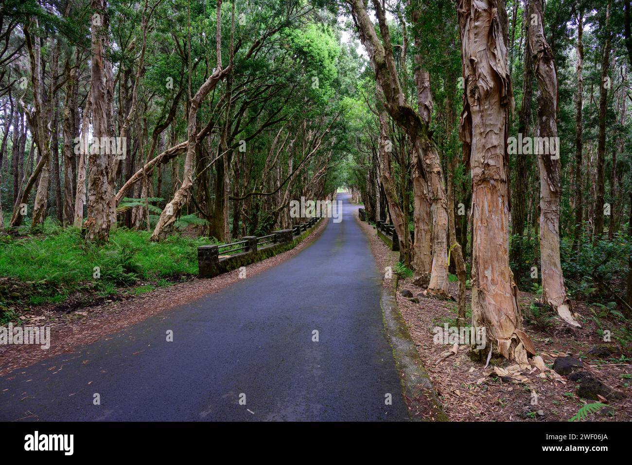 Route et pont aux chutes Alexandra dans le parc national des Gorges de la Rivière Noire Forêt à l'île Maurice avec des eucalyptus Banque D'Images
