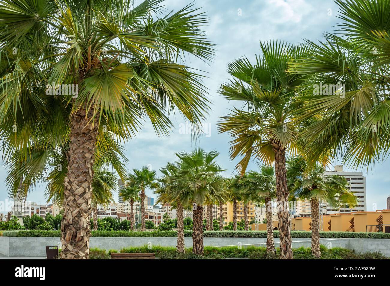 Palmiers avec quartier central du centre-ville de Jeddah Al-Balad, Arabie Saoudite Banque D'Images