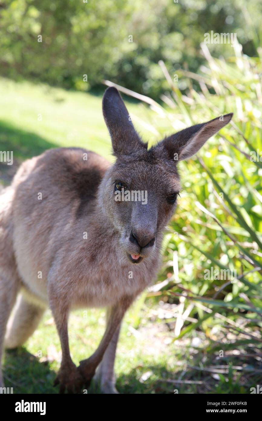 Kangourous, parc national Booderee, Nouvelle-Galles du Sud, Australie Banque D'Images
