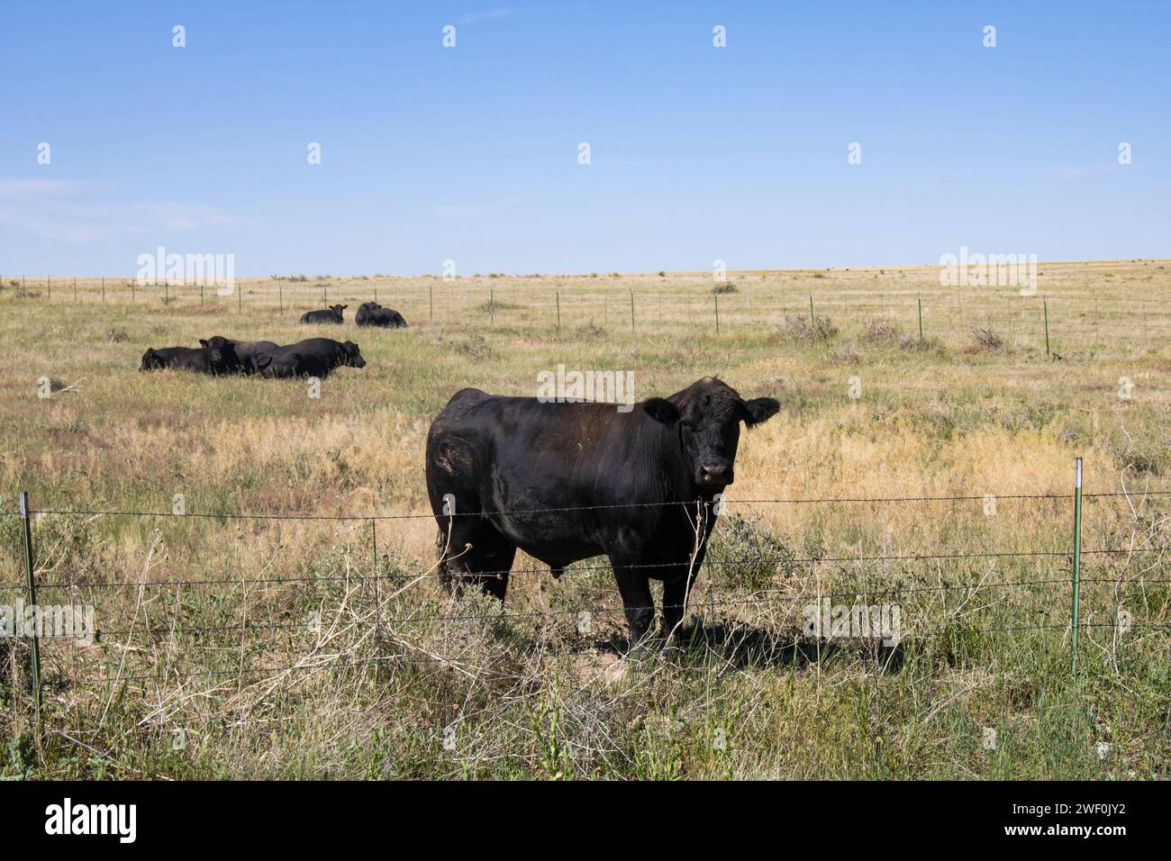 Grand bul noir sur une herbe dans Grear Plains Banque D'Images