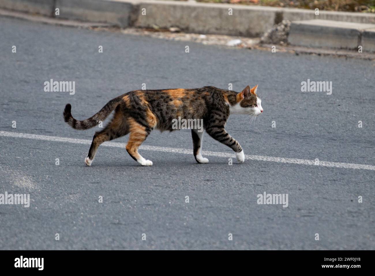 Le chat traversant la ligne blanche de la route Banque D'Images