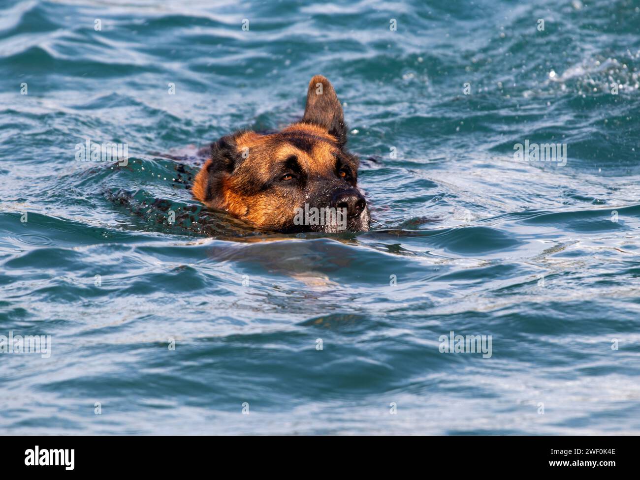 Chien en action Banque D'Images