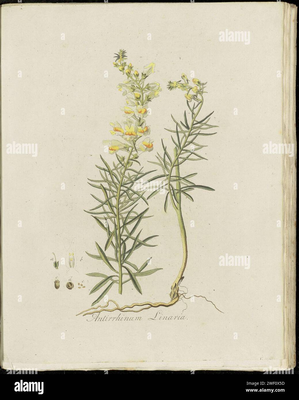 Antirrhinum linaria (moderne=Linaria vulgaris) Banque D'Images