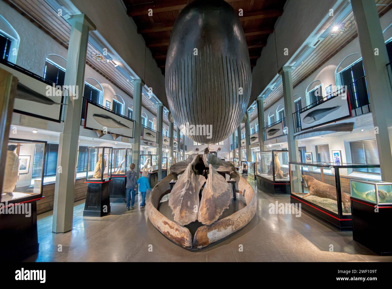 Sandefjord, Norvège - juillet 18 2015 : squelette et réplique de baleine bleue au musée de la chasse à Sandefjord . Banque D'Images