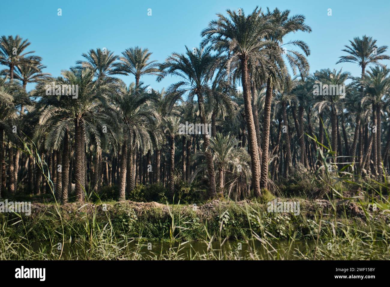 Dahshur, Egypte - 2 janvier 2024 : palmeraie à Dahshur Banque D'Images