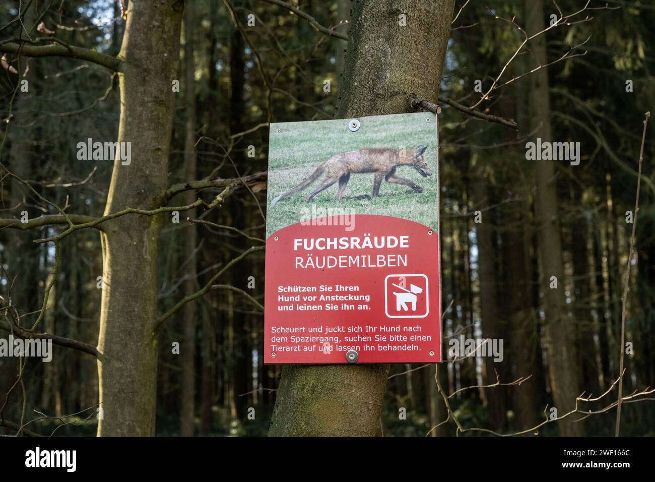 Signe d'avertissement allemand pour chien avec gale démodéctique généralisée, alopécie généralisée de Fox in the Forest. Banque D'Images